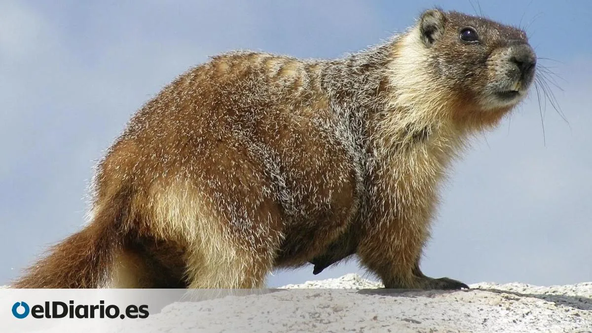 Científicos de marmotas: de OnlyFans a memecoins para salvar 60 años de investigación