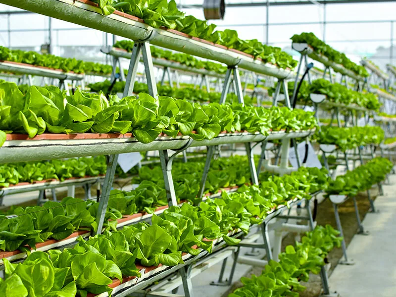 La revolución de la agricultura vertical y su potencial en la producción de alimentos en espacios urbanos.
