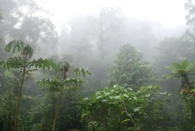 Los desafíos de la conservación de los bosques lluviosos y su importancia para la biodiversidad y el clima global.
